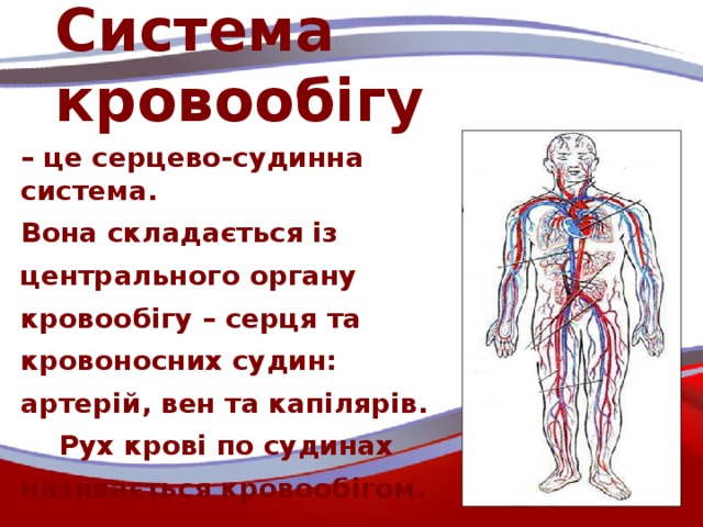 Система кровообігу – це серцево-судинна система. Вона складається із центрального органу кровообігу – серця та кровоносних судин: артерій, вен та капілярів.  Рух крові по судинах називається кровообігом.