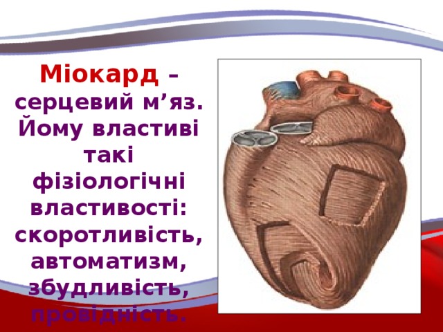 Міокард  – серцевий м’яз. Йому властиві такі фізіологічні властивості: скоротливість, автоматизм, збудливість, провідність.