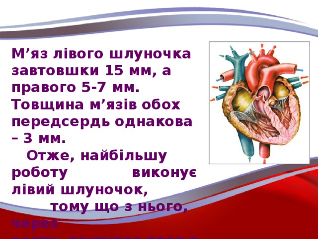 М’яз лівого шлуночка завтовшки 15 мм, а правого 5-7 мм. Товщина м’язів обох передсердь однакова – 3 мм.  Отже, найбільшу роботу виконує лівий шлуночок, тому що з нього, через аорту, поступає кров в усі частини тіла, крім легень.