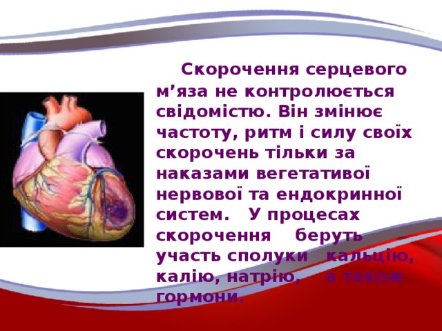 Скорочення серцевого м’яза не контролюється свідомістю. Він змінює частоту, ритм і силу своїх скорочень тільки за наказами вегетативої нервової та ендокринної систем. У процесах скорочення беруть участь сполуки кальцію, калію, натрію, а також гормони.