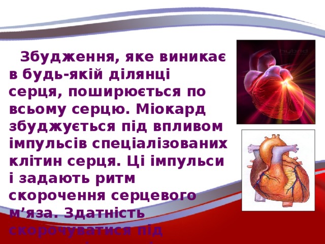 Збудження, яке виникає в будь-якій ділянці серця, поширюється по всьому серцю. Міокард збуджується під впливом імпульсів спеціалізованих клітин серця. Ці імпульси і задають ритм скорочення серцевого м’яза. Здатність скорочуватися під впливом імпульсів носить назву автоматизм серця.
