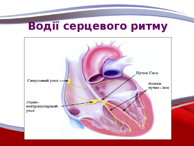Водії серцевого ритму
