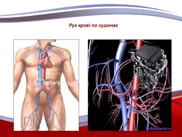 Рух крові по судинах