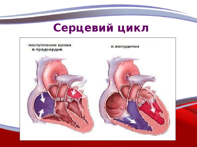 Серцевий цикл