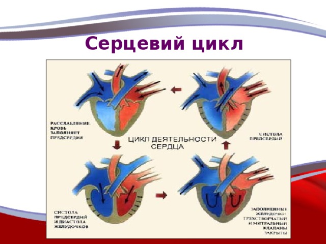 Серцевий цикл