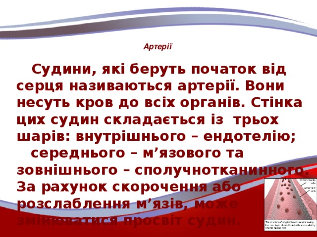 Артерії  Судини, які беруть початок від серця називаються артерії. Вони несуть кров до всіх органів. Стінка цих судин складається із трьох шарів: внутрішнього – ендотелію; середнього – м’язового та зовнішнього – сполучнотканинного. За рахунок скорочення або розслаблення м’язів, може змінюватися просвіт судин.