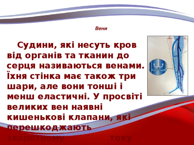 Вени  Судини, які несуть кров від органів та тканин до серця називаються венами. Їхня стінка має також три шари, але вони тонші і менш еластичні. У просвіті великих вен наявні кишенькові клапани, які перешкоджають зворотному току крові.