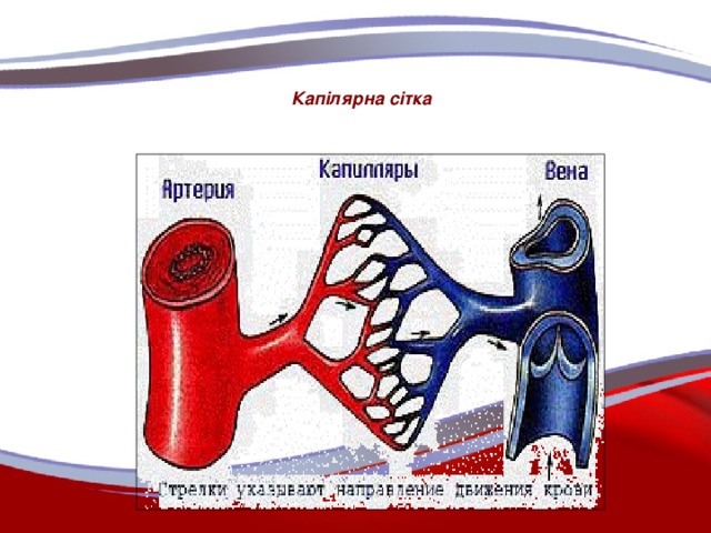 Капілярна сітка