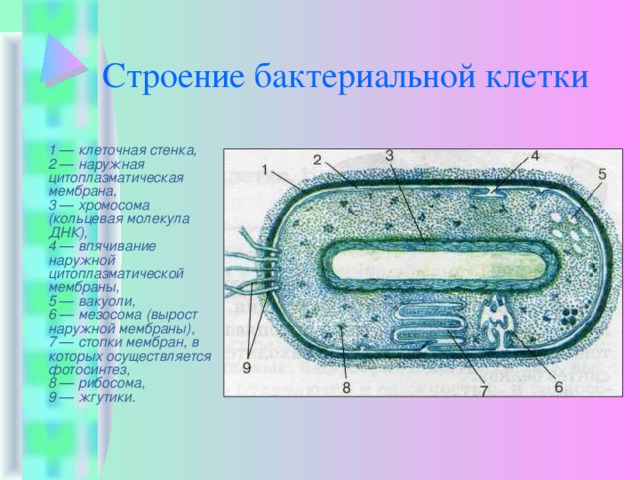 Строение бактериальной клетки  1 — клеточная стенка,  2 — наружная цитоплазматическая мембрана,  3 — хромосома (кольцевая молекула ДНК),  4 — впячивание наружной цитоплазматической мембраны,  5 — вакуоли,  6 — мезосома (вырост наружной мембраны),  7 — стопки мембран, в которых осуществляется фотосинтез,  8 — рибосома,  9 — жгутики. 