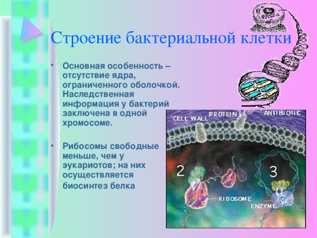 Строение бактериальной клетки Основная особенность – отсутствие ядра, ограниченного оболочкой. Наследственная информация у бактерий заключена в одной хромосоме. Рибосомы свободные меньше, чем у  эукариотов; на них осуществляется биосинтез белка   