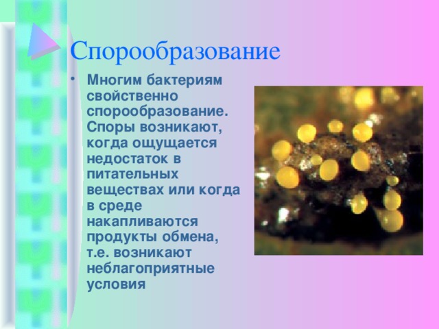 Спорообразование Многим бактериям свойственно спорообразование. Споры возникают, когда ощущается недостаток в питательных веществах или когда в среде накапливаются продукты обмена, т.е. возникают неблагоприятные условия 