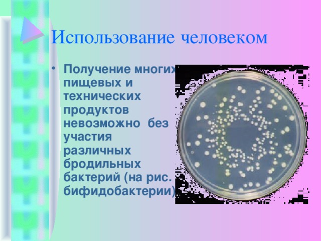 Использование человеком Получение многих пищевых и технических продуктов невозможно без участия различных бродильных бактерий (на рис. бифидобактерии) 