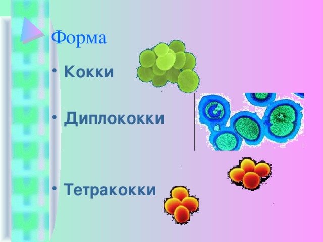 Форма Кокки Диплококки  Тетракокки 