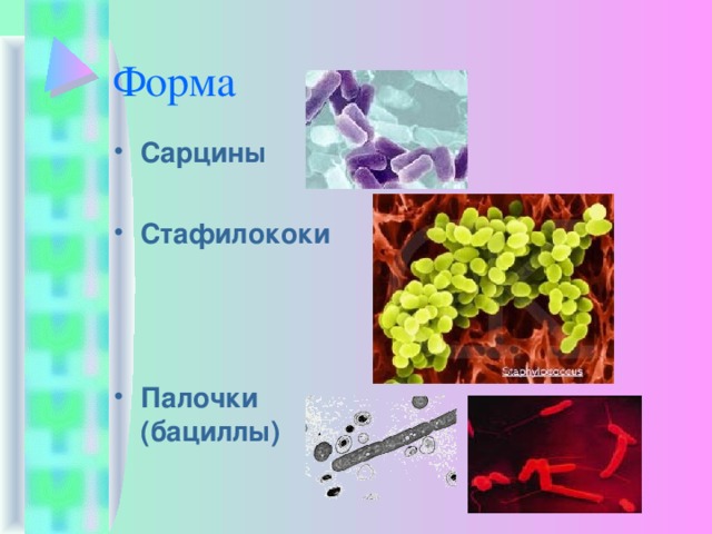 Форма Сарцины  Стафилококи    Палочки (бациллы) 