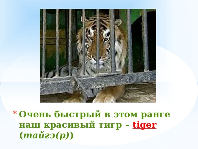 Очень быстрый в этом ранге  наш красивый тигр –  tiger  ( тайгэ(р) ) 