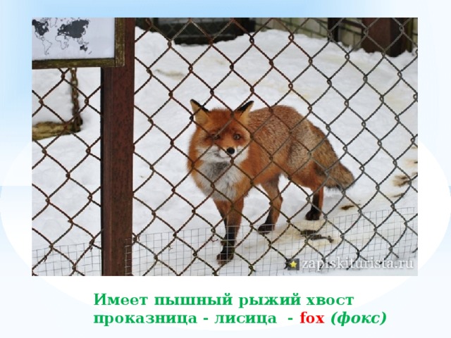     Имеет пышный рыжий хвост  проказница - лисица - fox  (фокс) 