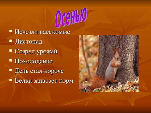 Исчезли насекомые Листопад Созрел урожай Похолодание День стал короче Белка запасает корм 