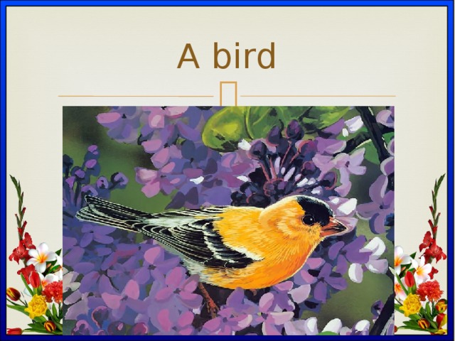 A bird 