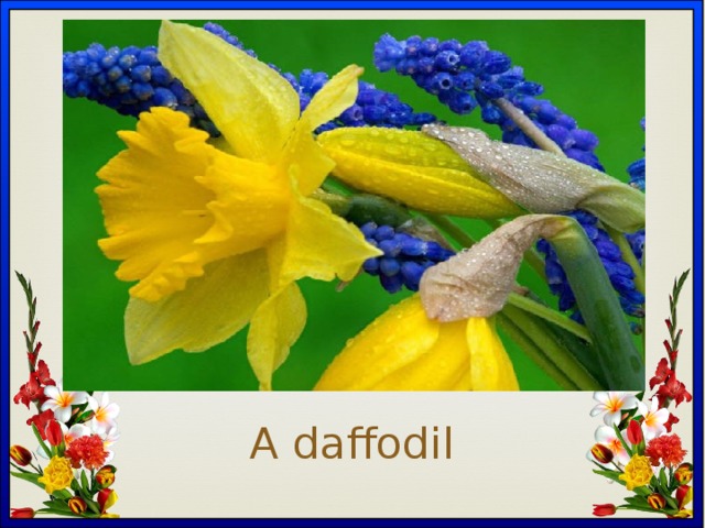 Вставка рисунка A daffodil 