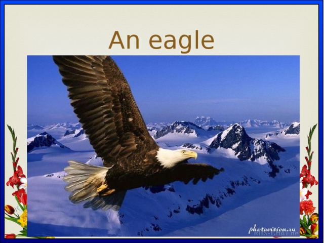 An eagle 