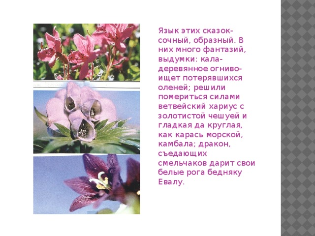 Язык этих сказок- сочный, образный. В них много фантазий, выдумки: кала- деревянное огниво- ищет потерявшихся оленей; решили помериться силами ветвейский хариус с золотистой чешуей и гладкая да круглая, как карась морской, камбала; дракон, съедающих смельчаков дарит свои белые рога бедняку Евалу.