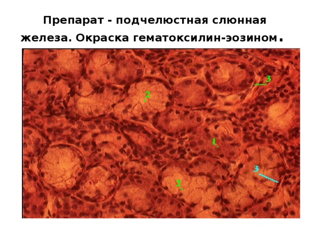 Подчелюстная слюнная железа увеличена фото