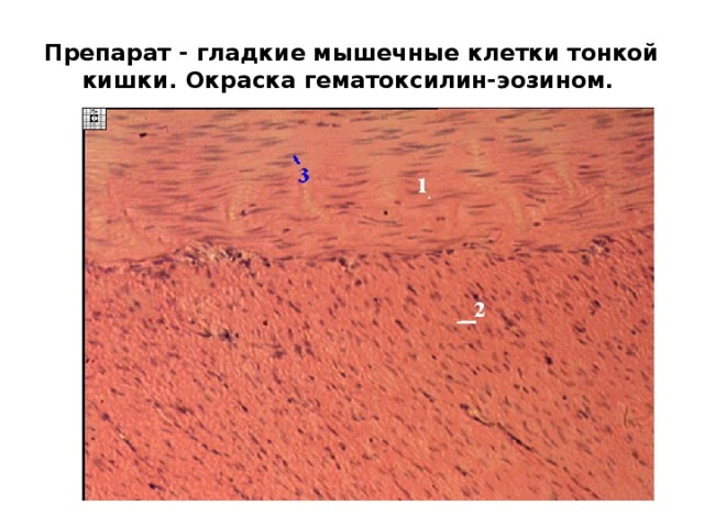 Препарат - гладкие мышечные клетки тонкой кишки. Окраска гематоксилин-эозином. 