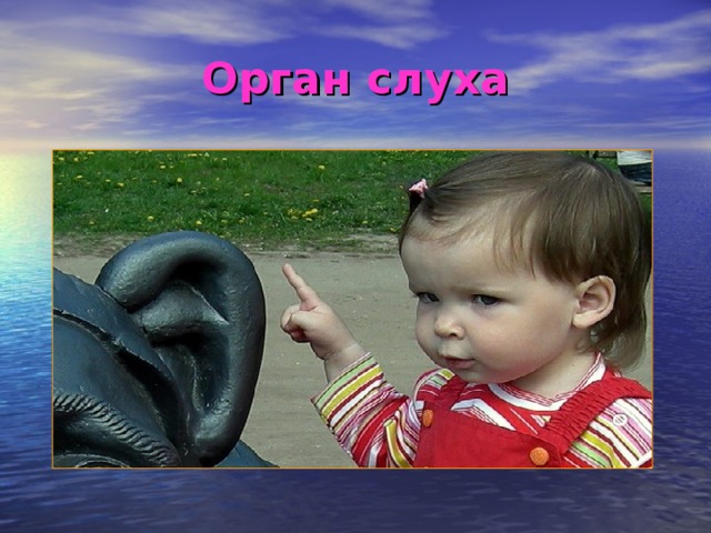 Орган слуха 