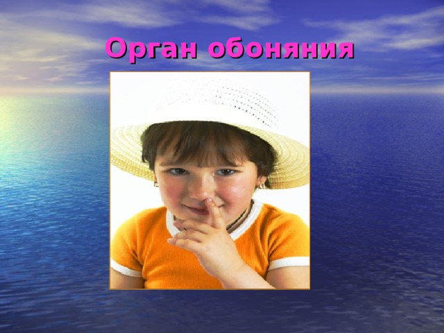 Орган обоняния 