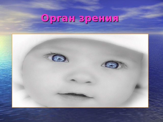 Орган зрения  
