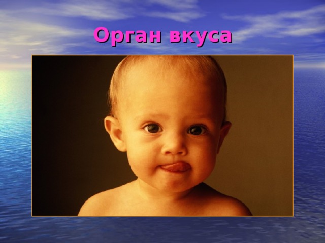 Орган вкуса 