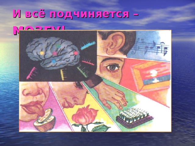 И всё подчиняется – мозгу ! 