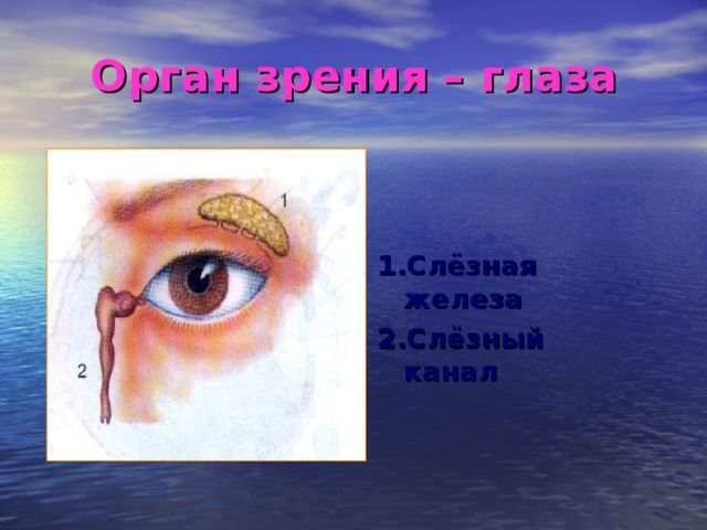 Орган зрения – глаза 1.Слёзная железа 2.Слёзный канал 