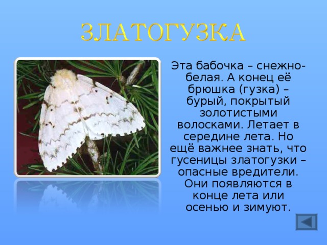 Эта бабочка – снежно-белая. А конец её брюшка (гузка) – бурый, покрытый золотистыми волосками. Летает в середине лета. Но ещё важнее знать, что гусеницы златогузки – опасные вредители. Они появляются в конце лета или осенью и зимуют. 
