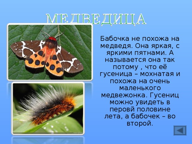Бабочка не похожа на медведя. Она яркая, с яркими пятнами. А называется она так потому , что её гусеница – мохнатая и похожа на очень маленького медвежонка. Гусениц можно увидеть в перовй половине лета, а бабочек – во второй. 