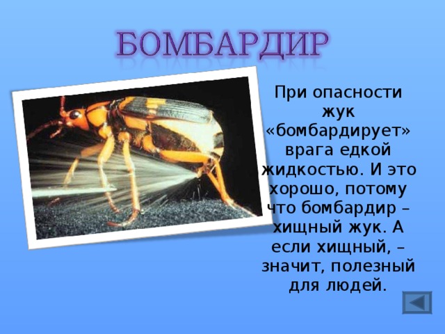При опасности жук «бомбардирует» врага едкой жидкостью. И это хорошо, потому что бомбардир – хищный жук. А если хищный, – значит, полезный для людей. 