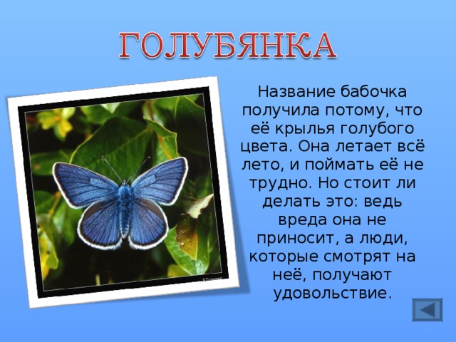 Название бабочка получила потому, что её крылья голубого цвета. Она летает всё лето, и поймать её не трудно. Но стоит ли делать это: ведь вреда она не приносит, а люди, которые смотрят на неё, получают удовольствие . 