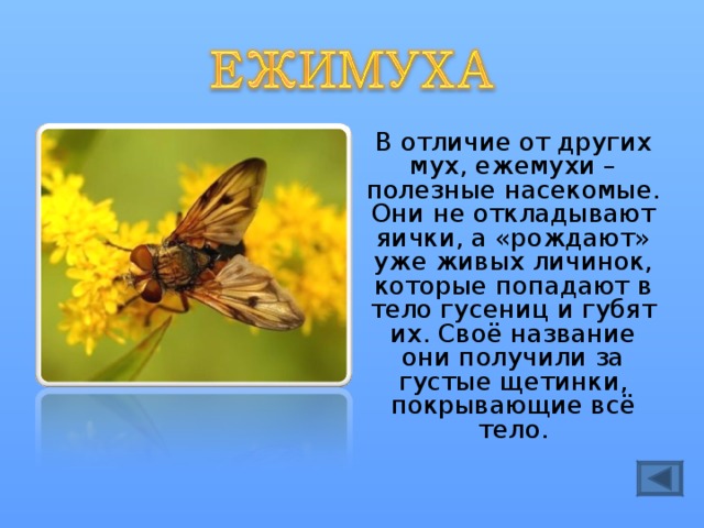В отличие от других мух, ежемухи – полезные насекомые. Они не откладывают яички, а «рождают» уже живых личинок, которые попадают в тело гусениц и губят их. Своё название они получили за густые щетинки, покрывающие всё тело. 