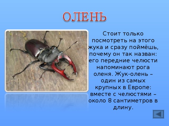 Стоит только посмотреть на этого жука и сразу поймёшь, почему он так назван: его передние челюсти напоминают рога оленя. Жук-олень – один из самых крупных в Европе: вместе с челюстями – около 8 сантиметров в длину. 