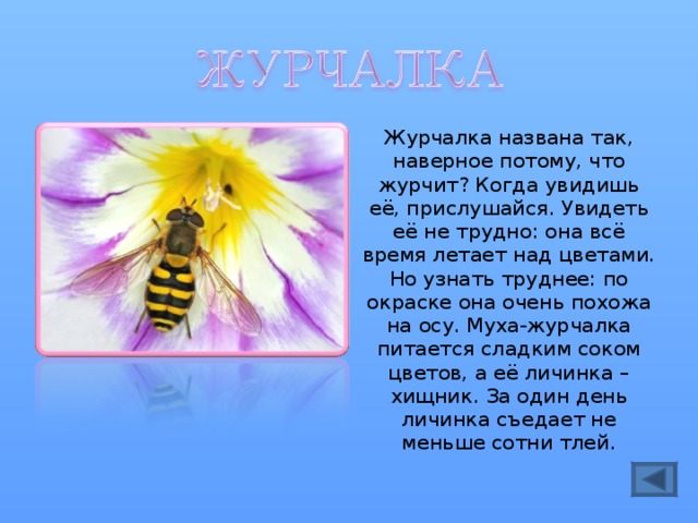 Журчалка названа так, наверное потому, что журчит? Когда увидишь её, прислушайся. Увидеть её не трудно: она всё время летает над цветами. Но узнать труднее: по окраске она очень похожа на осу. Муха-журчалка питается сладким соком цветов, а её личинка – хищник. За один день личинка съедает не меньше сотни тлей. 