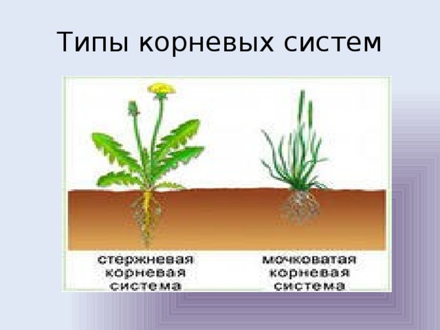 Корневой документ