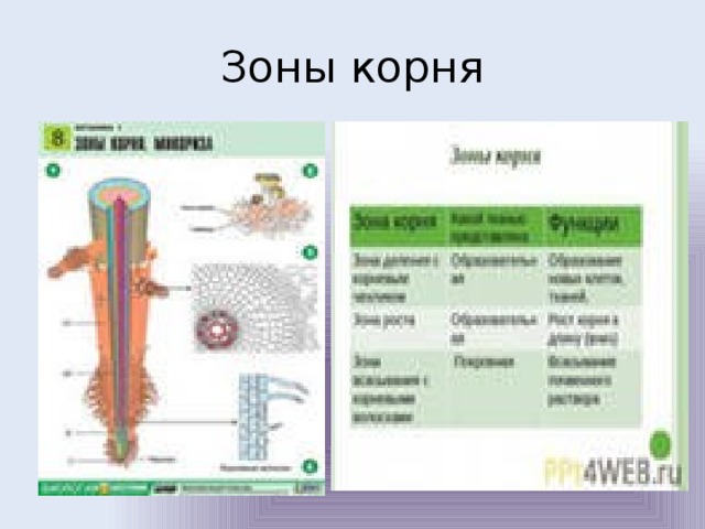 Зоны корня 