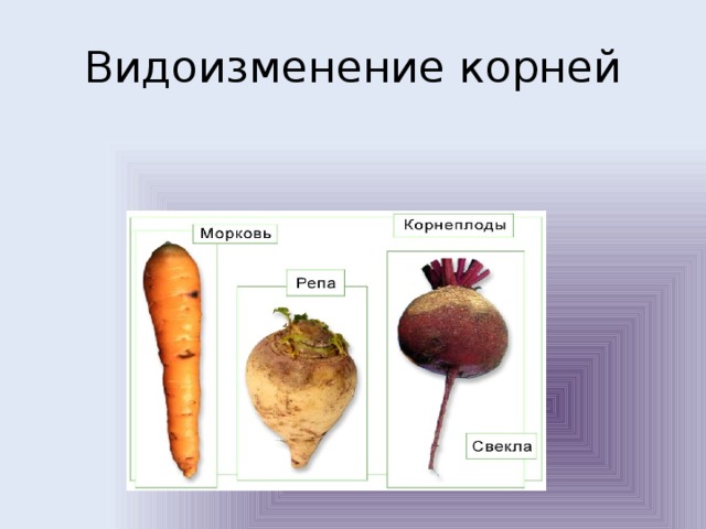 Видоизменение корней 