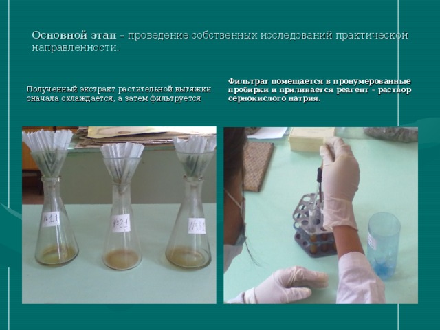 Основной этап – проведение собственных исследований практической направленности. Полученный экстракт растительной вытяжки сначала охлаждается, а затем фильтруется Фильтрат помещается в пронумерованные пробирки и приливается реагент – раствор сернокислого натрия.