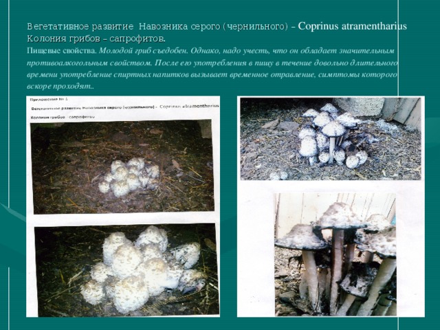 Вегетативное развитие Навозника серого (чернильного) – Coprinus atramentharius  Колония грибов – сапрофитов.  Пищевые свойства. Молодой гриб съедобен. Однако, надо учесть, что он обладает значительным противоалкогольным свойством. После его употребления в пищу в течение довольно длительного времени употребление спиртных напитков вызывает временное отравление, симптомы которого вскоре проходят..