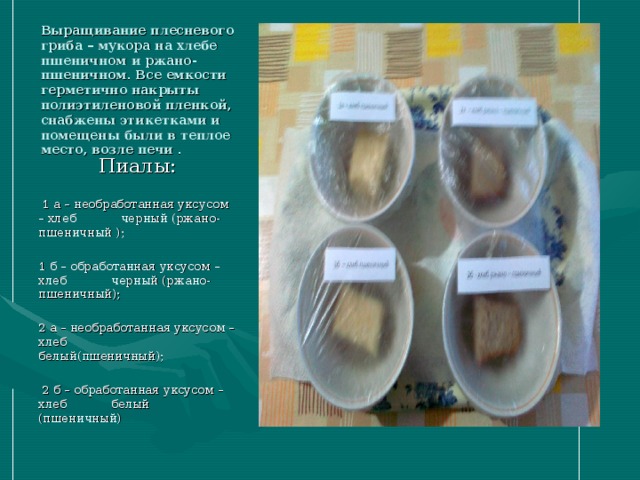 Выращивание плесневого гриба – мукора на хлебе пшеничном и ржано-пшеничном. Все емкости герметично накрыты полиэтиленовой пленкой, снабжены этикетками и помещены были в теплое место, возле печи . Пиалы:  1 а – необработанная уксусом – хлеб черный (ржано-пшеничный ); 1 б – обработанная уксусом – хлеб черный (ржано-пшеничный); 2 а – необработанная уксусом – хлеб белый(пшеничный);  2 б – обработанная уксусом – хлеб белый (пшеничный)