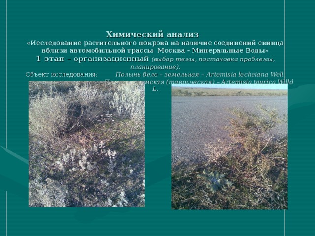 Химический анализ  «Исследование растительного покрова на наличие соединений свинца вблизи автомобильной трассы Москва – Минеральные Воды»  1 этап – организационный (выбор темы, постановка проблемы, планирование).  Объект исследования :  Полынь бело – земельная – Artemisia  lecheiana Well .    Полынь крымская (таврическая) – Artemisia  taurica Willd L .