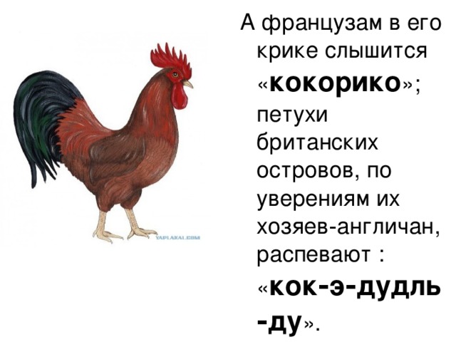 А французам в его крике слышится « кокорико »; петухи британских островов, по уверениям их хозяев‑англичан, распевают : « кок‑э‑дудль‑ду ». 