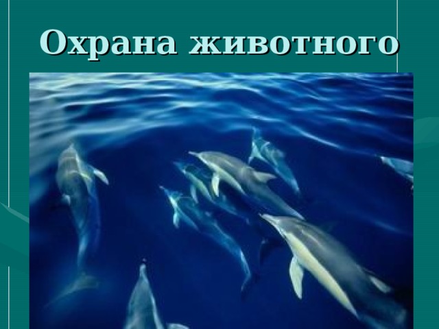 Охрана животного мира 