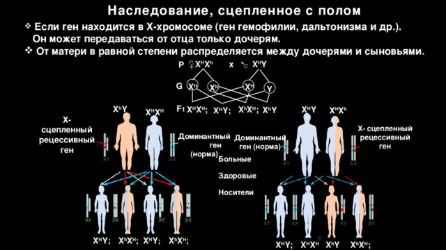 Какие заболевания сцеплены с полом выбери подходящие изображения